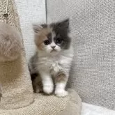 ミヌエット(長足)