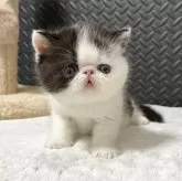 エキゾチックショートヘア