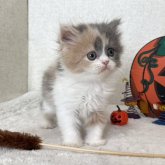 ミヌエット(長足)