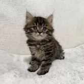 ミヌエット(長足)