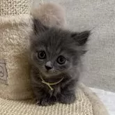 ミヌエット(短足)