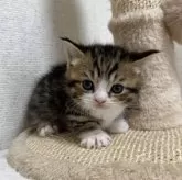 ミヌエット(短足)【愛知県・男の子・2025年10月1日・ブラウンタビー&ホワイト】の写真3