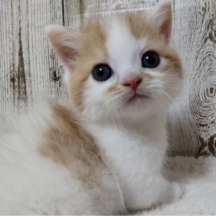 ID：2406-03434の子猫