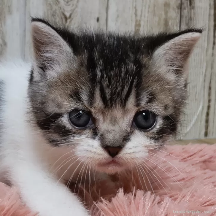 ID:2410-02362の子猫