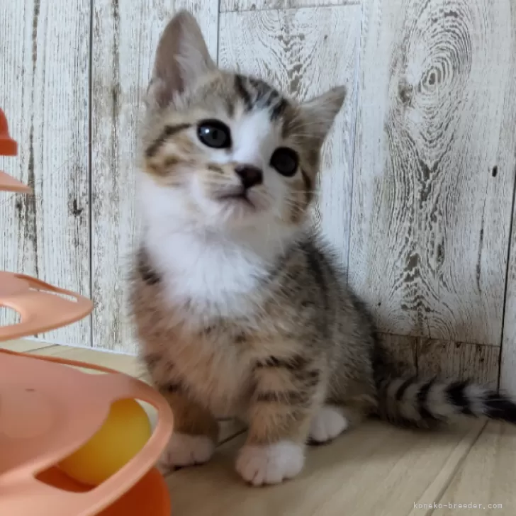 ジェネッタ【長野県・男の子・2024年4月30日・ブラウンスポテッドタビー&amp;ホワイト】の写真1