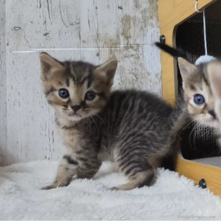 ID:2412-00194の子猫
