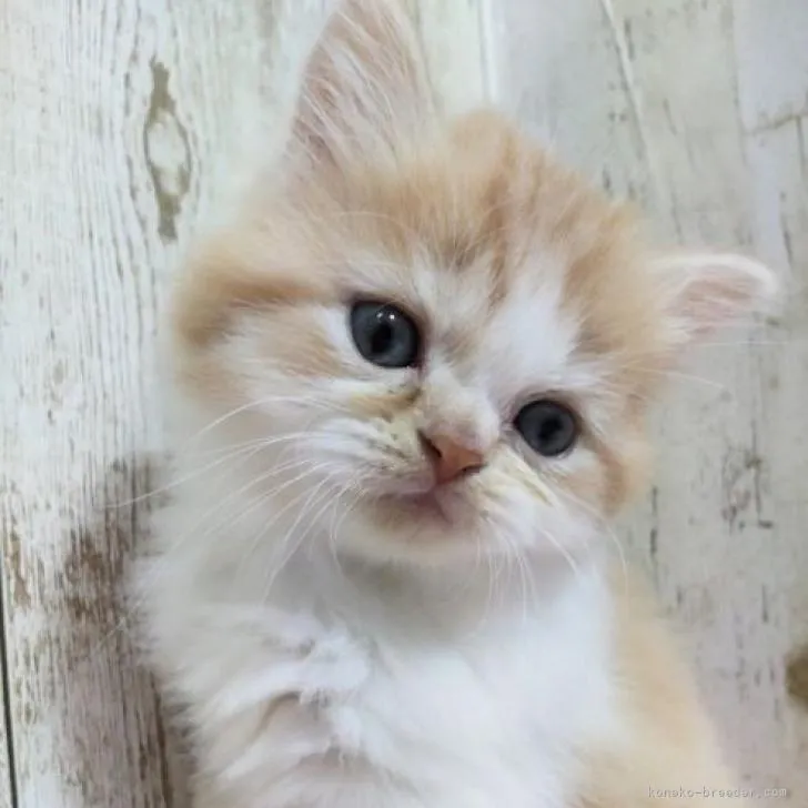 ID：2302-00214の子猫