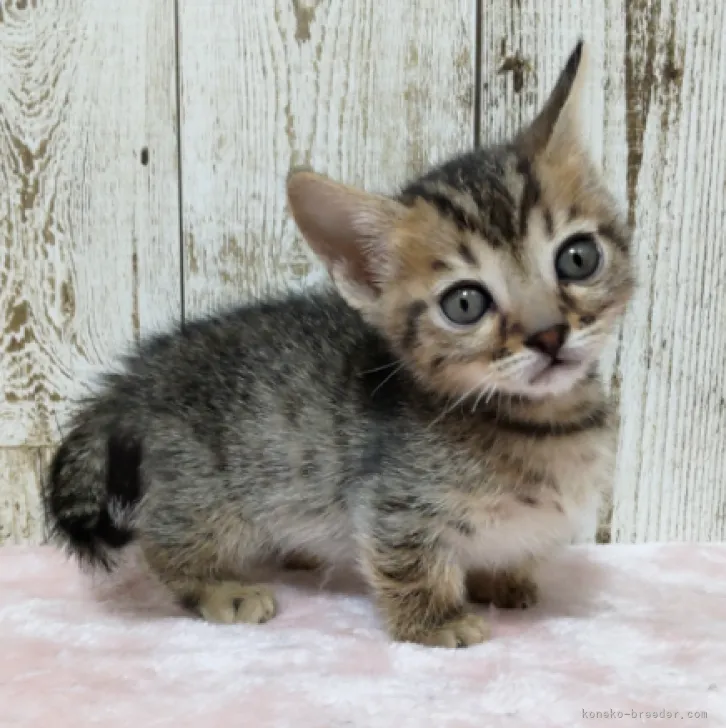 ID：2302-00279の子猫