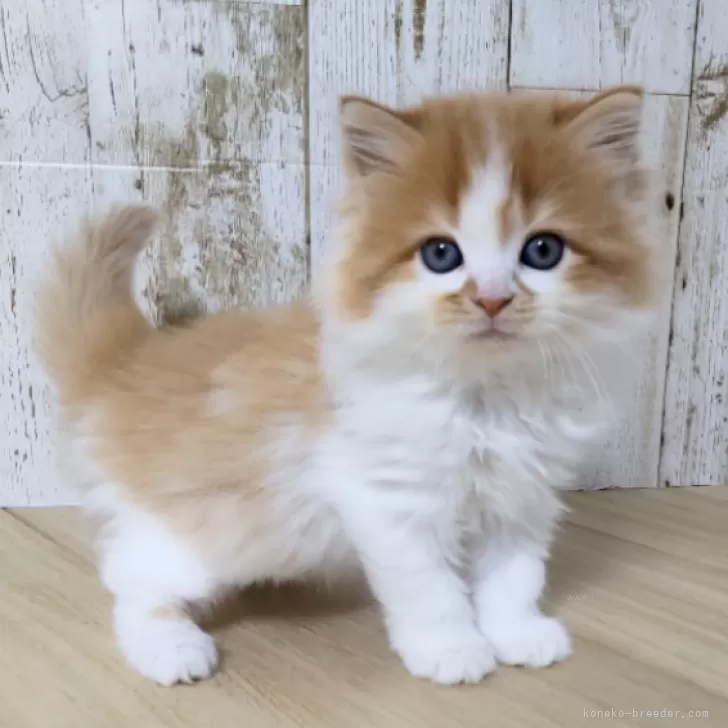 ID：2406-03435の子猫