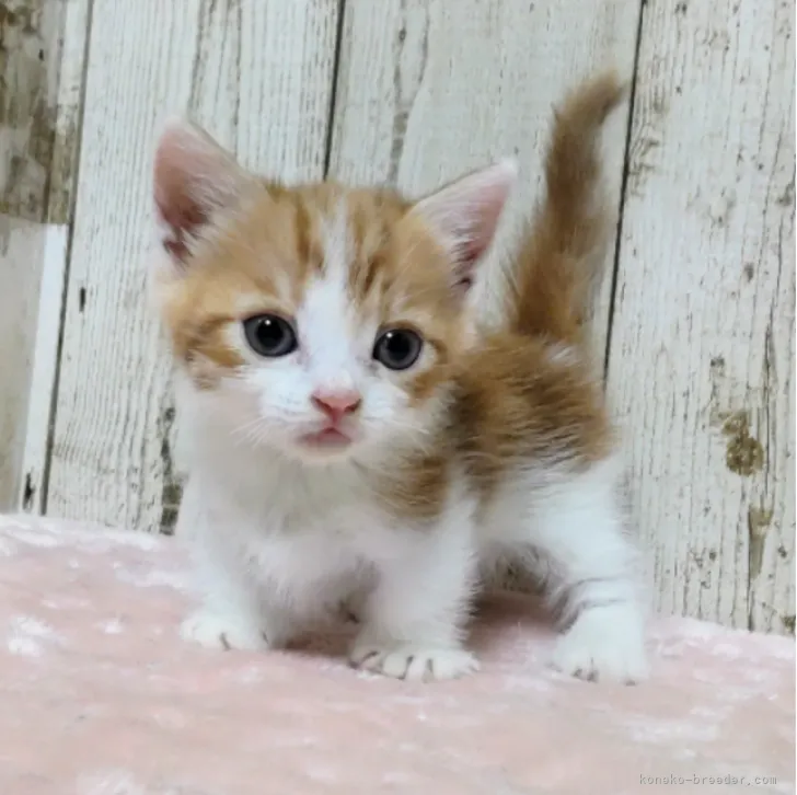 ID：2308-01924の子猫