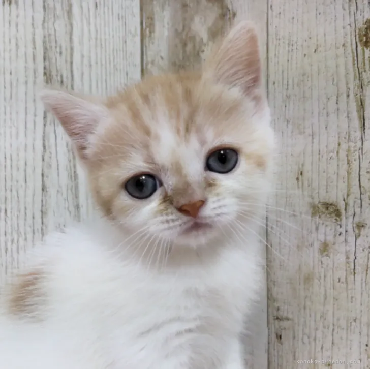 ぴろ 様のお迎えした子猫
