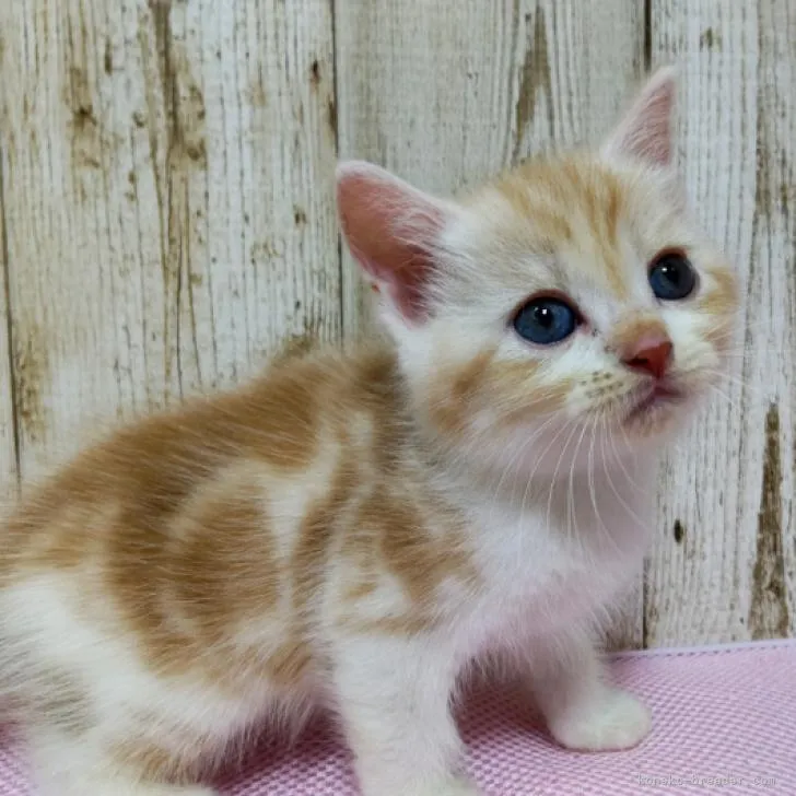 ID：2208-01940の子猫