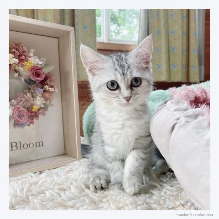 ID：2208-01711の子猫