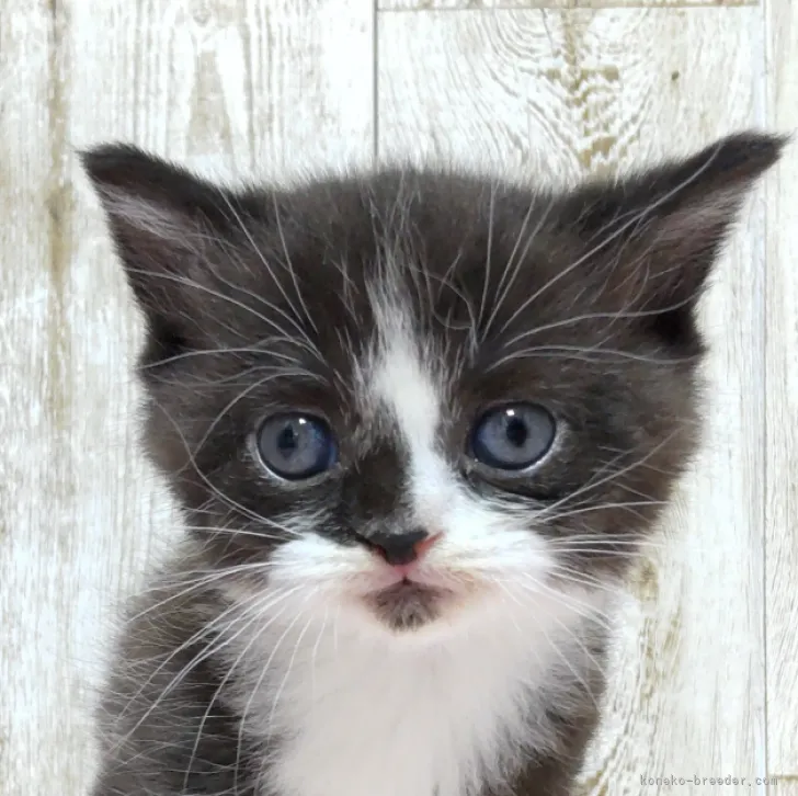 ID:2302-01250の子猫