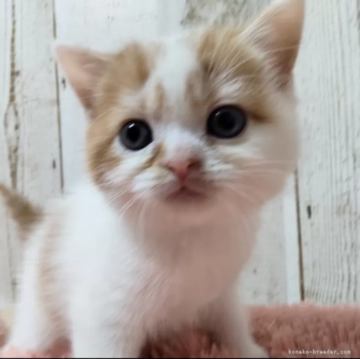 N.H 様のお迎えした子猫