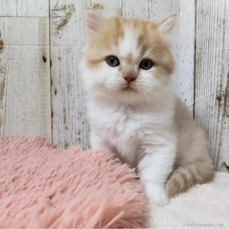 マンチカン(長足)【長野県・男の子・2024年5月10日・レッドタビー&amp;ホワイト】の写真1