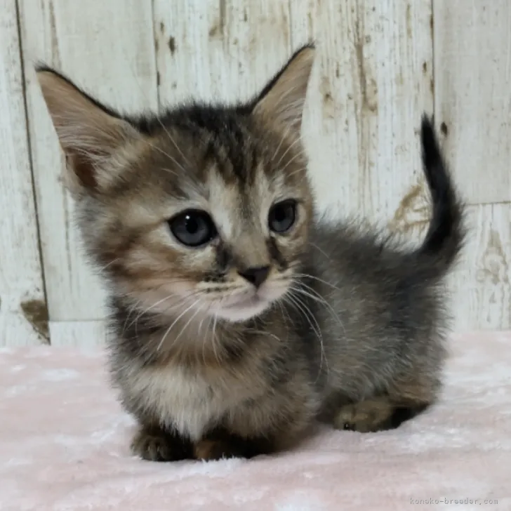 ID：2309-01612の子猫