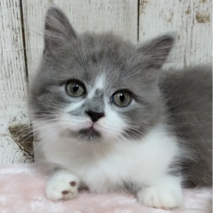 ニャジラ 様のお迎えした子猫