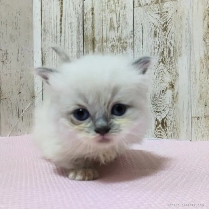 ID:2307-00328の子猫