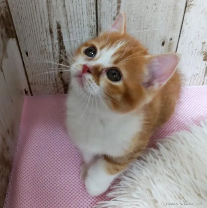 ID:2208-00339の子猫