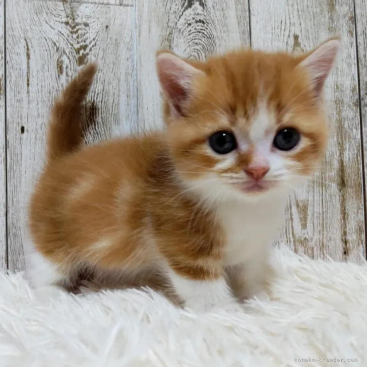 ID：2208-00342の子猫