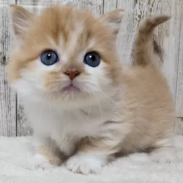 短毛(ピンク②)ジューンブライドシュシュ、わんちゃん猫ちゃん用 短毛(ピンク②)ジューンブライドシュシュ、わんちゃん猫ちゃん用