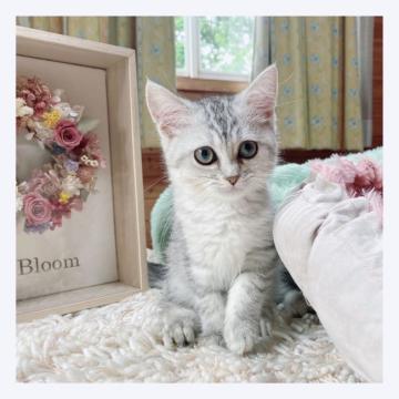 マンチカン(長足)【長野県・女の子・2022年5月21日・シルバータビー】の写真「❤️美猫ちゃん❤️」