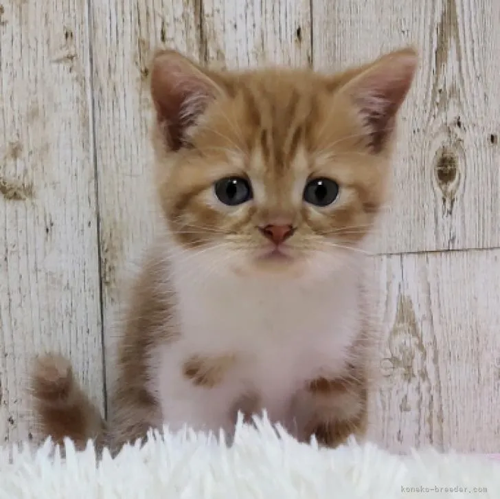 ID：2208-01941の子猫