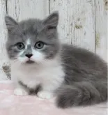 マンチカン(短足)【長野県・男の子・2023年5月26日・ブルータビー&ホワイト】の写真2