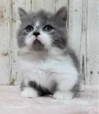 マンチカン(短足)【長野県・男の子・2023年5月26日・ブルータビー&ホワイト】の写真3