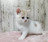 マンチカン(長足)【長野県・女の子・2024年5月19日・クリームタビー&ホワイト】の写真3