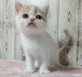 マンチカン(長足)【長野県・女の子・2024年5月19日・クリームタビー&ホワイト】の写真4