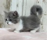 マンチカン(短足)【長野県・男の子・2023年5月26日・ブルータビー&ホワイト】の写真5