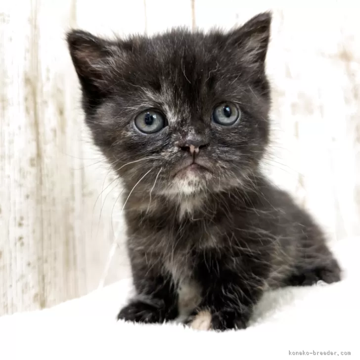 ID：2505-01849の子猫