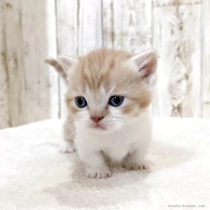ID：2506-00700の子猫
