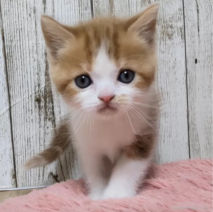 ID:2412-00994の子猫