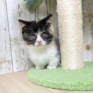 マンチカン(短足)【長野県・女の子・2025年10月16日・キャリコ】の写真「お転婆な女の子🎀」