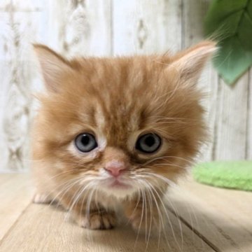 マンチカン(短足)【長野県・男の子・2025年10月16日・レッドタビー】の写真「元気な男の子🐾໊」