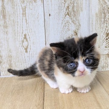 マンチカン(短足)【長野県・女の子・2025年10月16日・キャリコ】の写真「元気な女の子🎀」