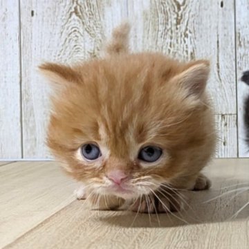 マンチカン(短足)【長野県・男の子・2025年10月16日・レッドタビー】の写真「元気な男の子🐾໊」