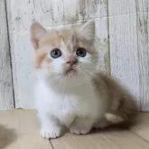 マンチカン(短足)【長野県・男の子・2024年11月10日・レッドタビー&ホワイト】の写真1