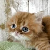 マンチカン(短足)