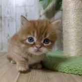 マンチカン(短足)