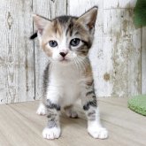 ジェネッタ