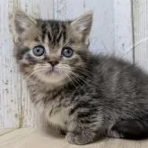 マンチカン(短足)