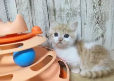 マンチカン(短足)【長野県・男の子・2024年11月10日・レッドタビー&ホワイト】の写真2