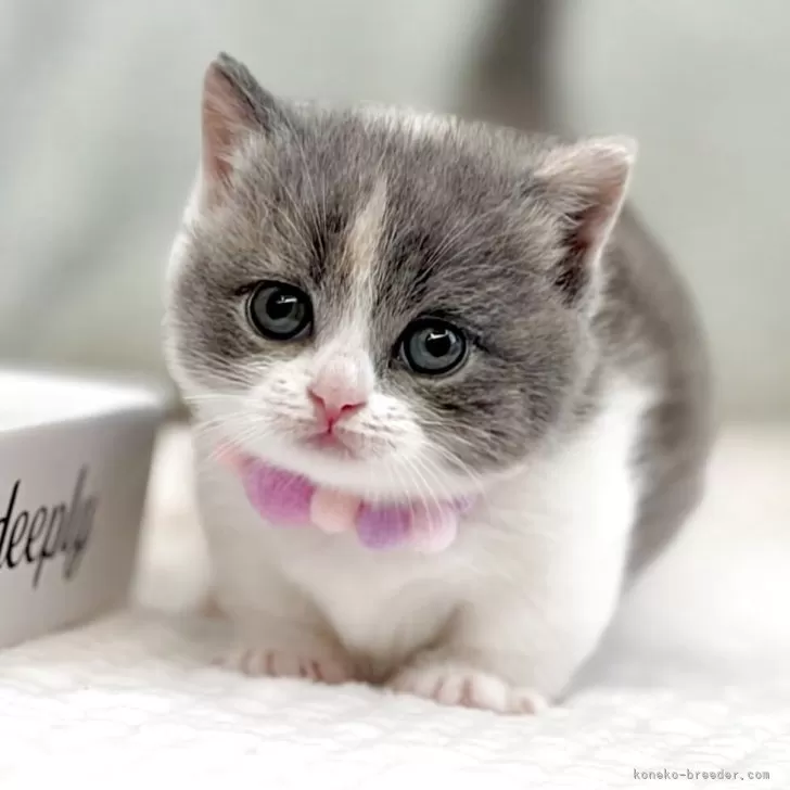 マンチカン(短足)【東京都・女の子・2025年11月10日・ダイリュートキャリコ】の写真1