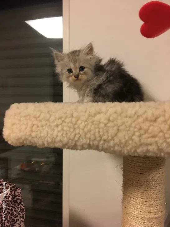 ID：1906-01537の子猫