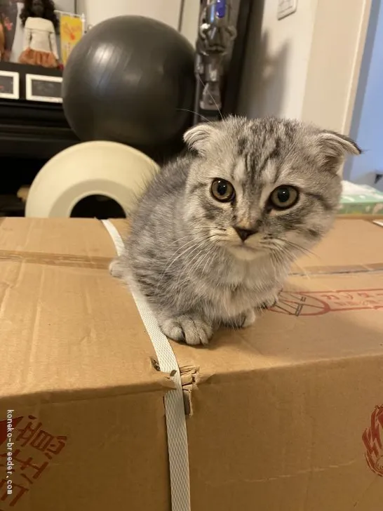 ゆっきー 様のお迎えした子猫