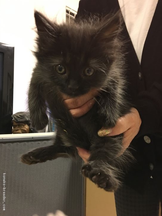 大使館 可能性 シュガー 黒 猫 長毛 ブリーダー Compost2themoon Com 大使館 可能性 シュガー 黒 猫 長毛 ブリーダー Compost2themoon Com